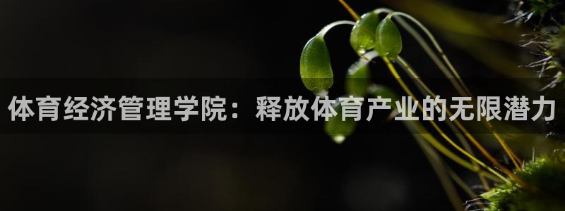 必一体育是哪里的台子
