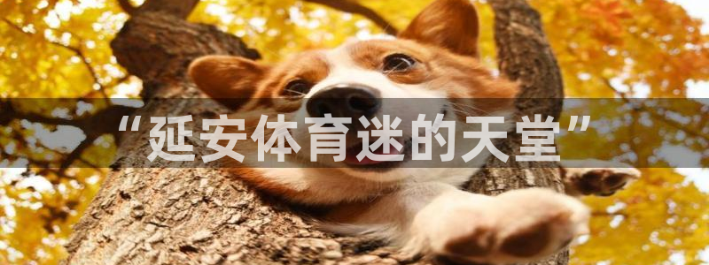 三亿体育网：“延安体育迷的天堂”